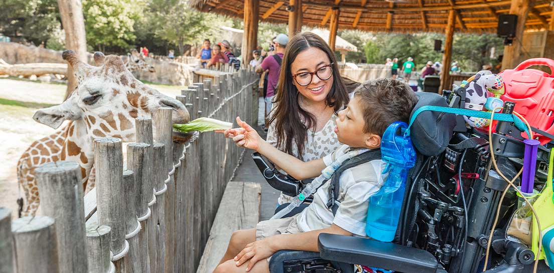 Woman and child in wheelchair feeding a giraffe lettuce at a zoo